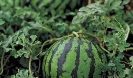 网红瓜勺子挖着吃,一勺挖尽美味，尽享生活乐趣